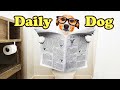 Funny Dogs Daily | Time to Laugh | TikTok Compilation