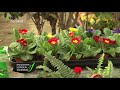 @Bereket TV  Bahçıvanın Elinden - Sardunya ve Çuha Çiçeklerinde Bakım