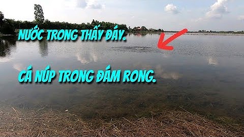 Câu cá lóc đồng mùa lũ (P8) - Cá bự ruộng nước trong. Thợ săn cá lóc.