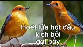 Tiếng hoét lửa hót chuẩn 2025/ hoét lửa hót đấu/ hoét lửa kích bổi/ tiếng hoét lửa gọi bầy