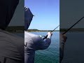 SCHOOLING FISH ON LIVESCOPE #FishGarmin #GarminPro #GarminFishHunt #LiveScope #WeAreCollegiateBass