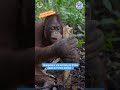 Help Orangutans Thrive - Become a Friend of IAR