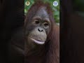 Help Orangutans Thrive - Become a Friend of IAR