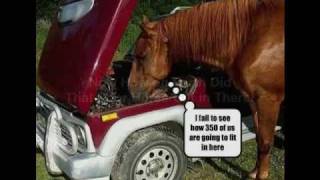 Funny Horse Pictures