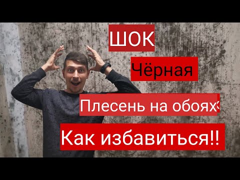 Как избавиться от плесени на стенах в квартире своими руками на обоях