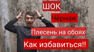 Как избавиться от плесени,  плесень на обоях, причины появления чёрной плесени