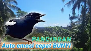 Download Lagu Ampuh pancing emosi kacer agar bunyi cepat gacor!!kacer dada hitam MP3