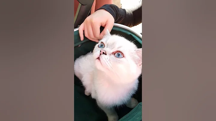 Video 11256021: scottish fold cat kitten, cute scottish fold kitten, beautiful scottish fold cat, scottish fold kitty, lovely scottish fold cat, scottish fold blue, cat kitten blue eyes, male kitten, cat old