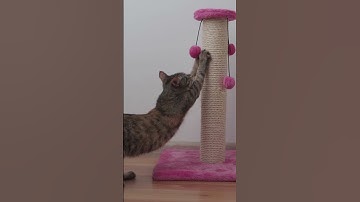 2 Tips for  to Stop Your Cat from Scratching Furniture #cat #tips #carpetcleaning #scratching