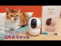 留守時のプライベートを撮影してみよう！室内カメラ EZVIZ CP1　試してみたよ　リラックスした三毛猫