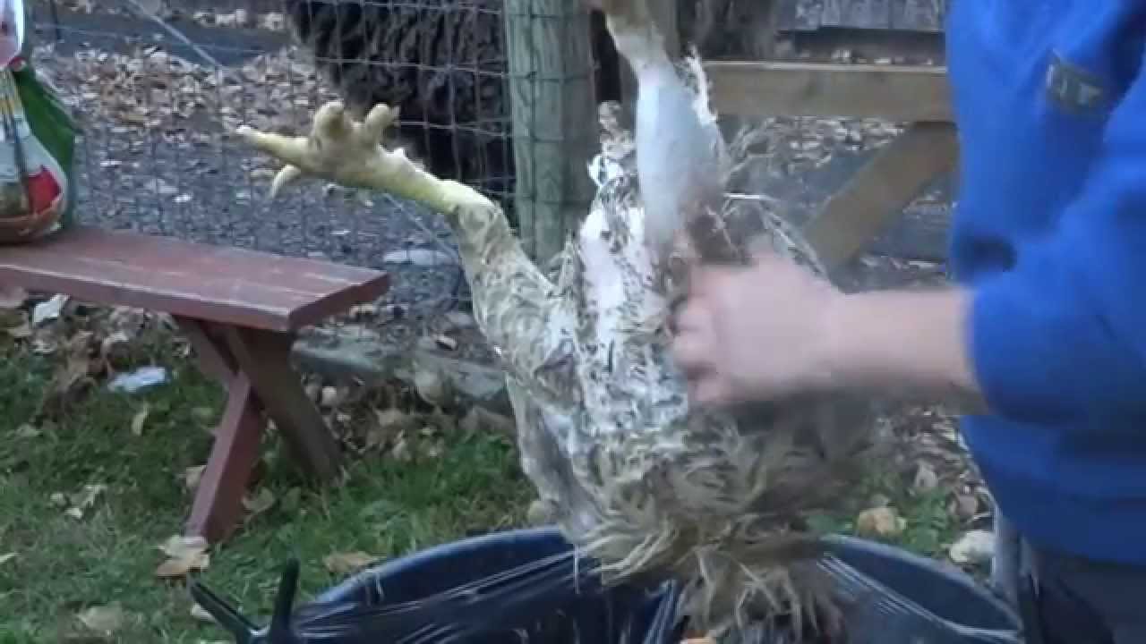 Butchering a Cornish Cross Meat Chicken YouTube