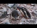 Penguin colony at Cuverville Island 2012 02 16