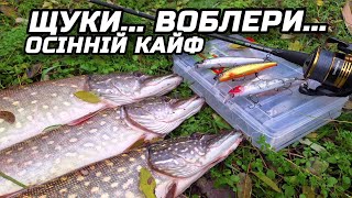 видео: ✅️ВОБЛЕРИ... ЩУКИ...ОСІННІЙ КАЙФ 😎 картинка: ✅️ВОБЛЕРИ... ЩУКИ...ОСІННІЙ КАЙФ 😎