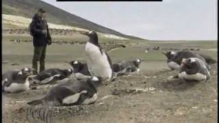 Mikebinghamworkingwithpenguins.vob