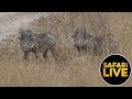 safariLIVE - Sunrise Safari - August 28, 2019