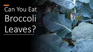 Can You Eat Broccoli Leaves?