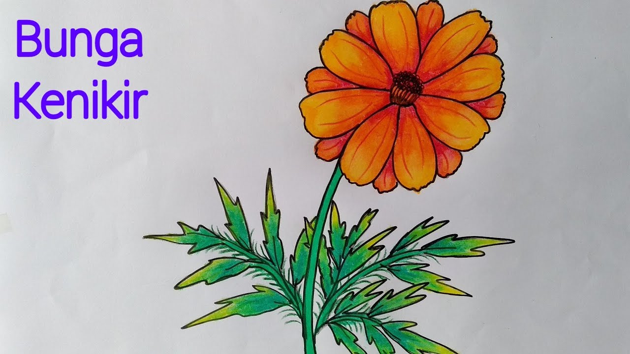 Cara Menggambar Bunga Kenikir Cara Menggambar Bunga Yang Bagus Youtube