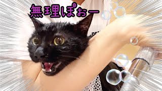 大絶叫！元野良ナナちゃん苦手なシャンプーで大パニック！