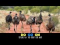 The great emu war  do go on comedy podcast ep 60