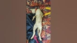 kaipulla thungu🐾 / Timu the kitten🐱 #funnypets #timuthekitten #petsrule #kitten #funny #pets #shorts