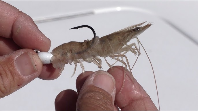 How To Hook Live Shrimp 