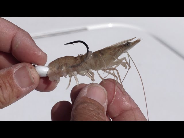 How To Hook Shrimp The CORRECT Way 