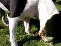 Liam the Bull Terrier eats bone