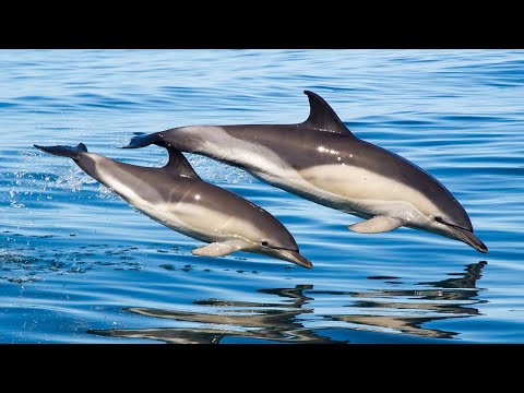 Дельфин|Как дельфин спит, пьет и дышит|Dolphin|Like a dolphin sleeping, drinking and breathing