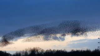 Starling Murmuration 4K