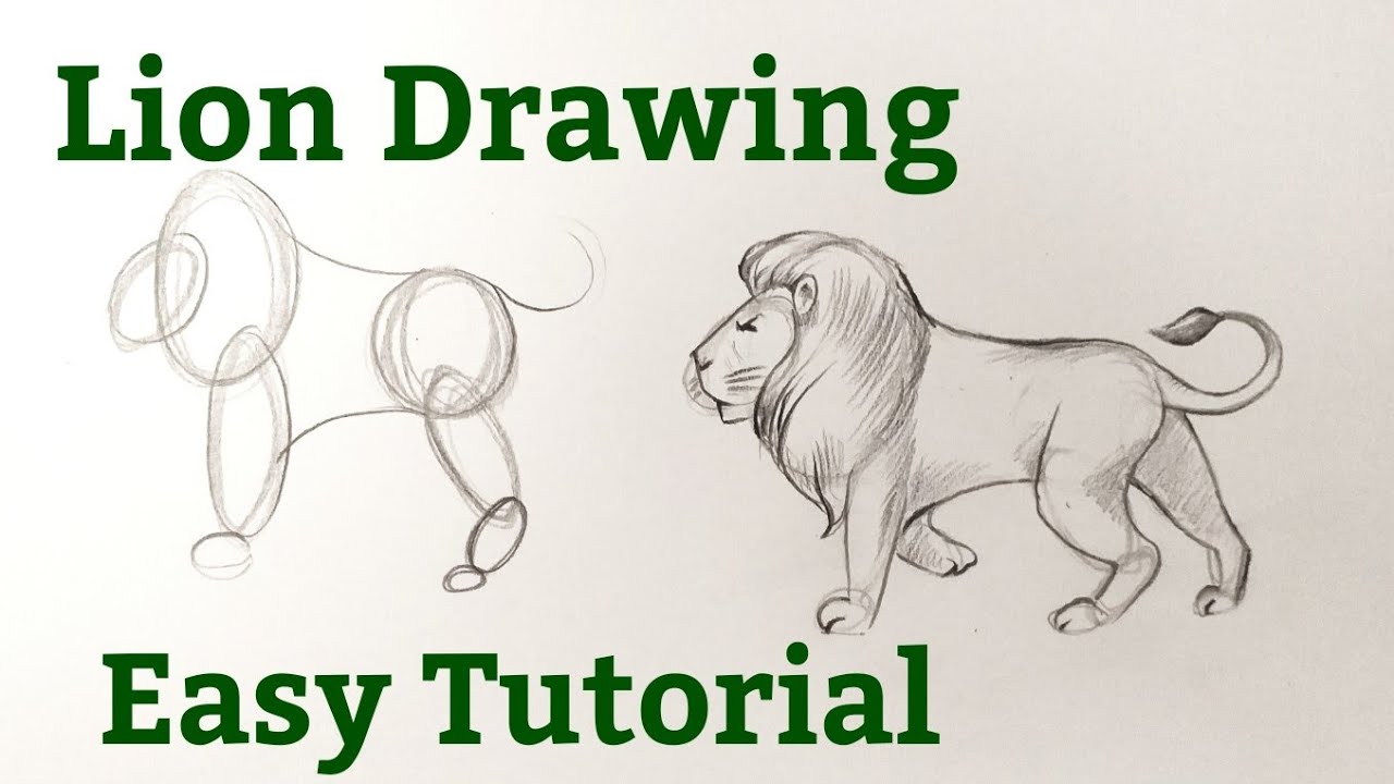 how to draw a lion drawing easy step by step Drawing animals easy step