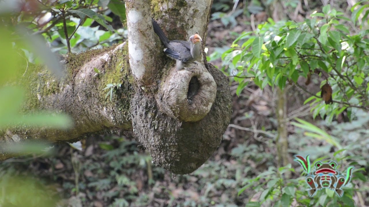 Malabar Grey Hornbill nesting 