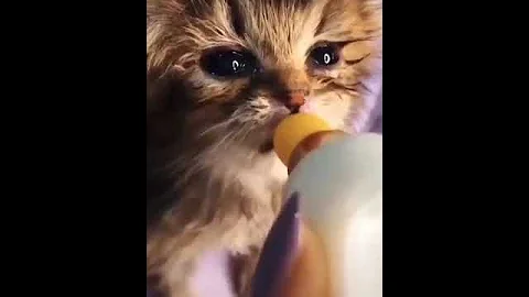 Video 7188341: meowing loudly cats kittens, baby cats kitten meowing, cats kittens meowing cute, funny cats kittens meowing, girl cat kitten, compilation cute funny