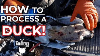 'From Field to Feast: Mastering How to Process  a Wild Duck from scratch! by The Scattered Chef 273 views 3 months ago 5 minutes, 52 seconds