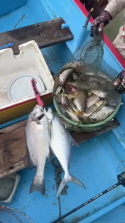 hari ini mancing ikan banyak banget #mancing #ikan #videomancing #ikanbesar #kehidupanmancing #videopendek #shorts