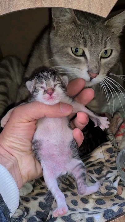 Mother cat wants her Kitten back.