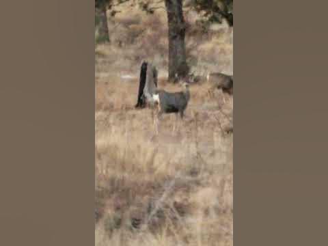 New mexico mule deer and elk #newmexico #muledeer #elk #wildmanoutdoors ...