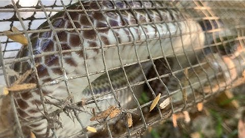 Đặc Bẫy Rắn Mùa Gió Bất Thăm Là Có Hàng Khủng