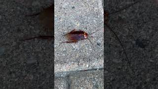 What the heck is this thing?