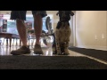 Cute Service Dog goes to get Oil Changed with Dog Trainer Cute Service Dog goes to get Oil Changed with Dog Trainer