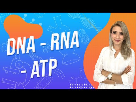 (11.DERS) DNA - RNA - ATP |  TYT 9.SINIF l Seda Hoca Biyoloji 🤗