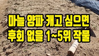 마늘 양파 수확자리 심으면 후회 없을 5가지 작물