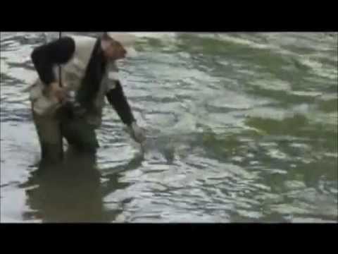 Pesca Del Barbo Con Ova Youtube