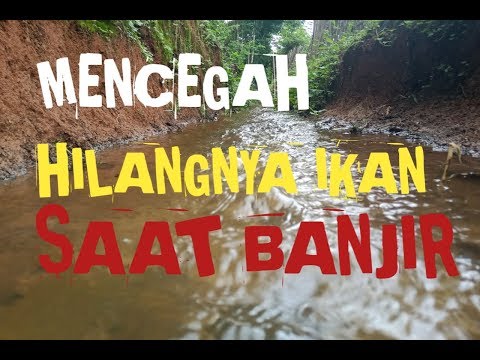 Video: Bagaimana Berperilaku Saat Banjir