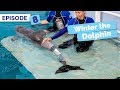 Winter's New Tail - Winter the Dolphin: Saving Winter - Episode 8