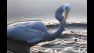 How Egret catch a fish.