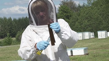 How to Use HopGuard® II to Control Varroa Mites