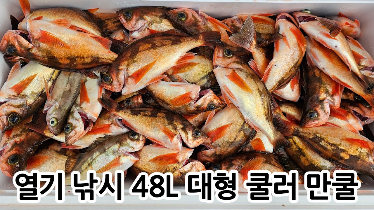 겨울철 가장핫한 후포권 어초 열기낚시! 48L 넘치게 만쿨! #인스타피싱 #동해낚시여행 2일차
