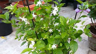 Mogra/Jasmine plant care: How to get plenty of flowers?