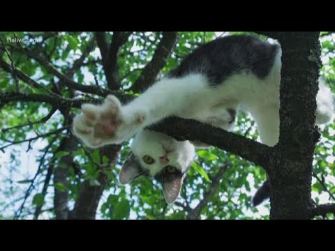 Video: Waarom kunnen katten niet in bomen klimmen?