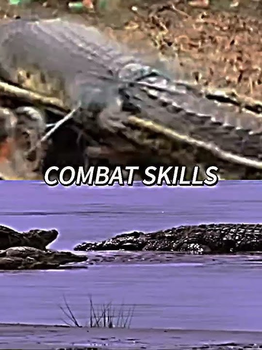 GUSTAVE VS LOLONG#gustave #lolong #crocodile #battle #edit